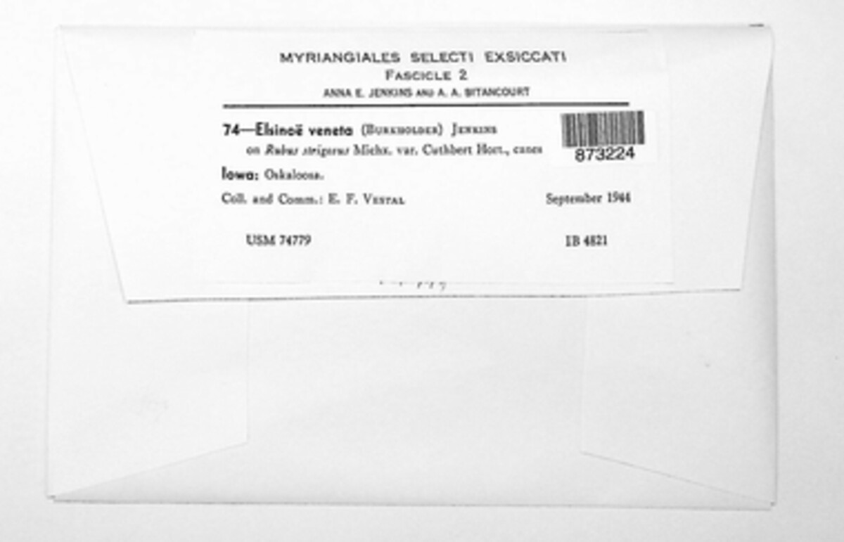 Elsinoaceae image